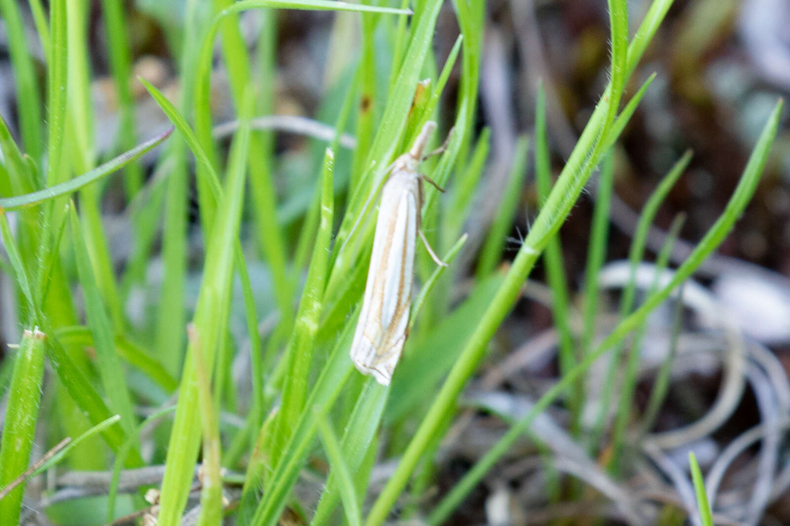 Image of Eastern Grass-veneer