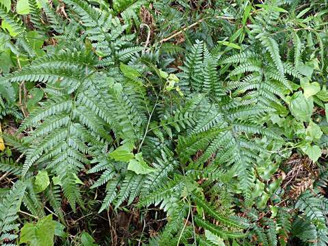 Image of East Indian hollyfern