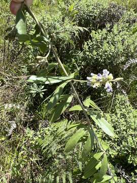 Image of Grassland blue pea