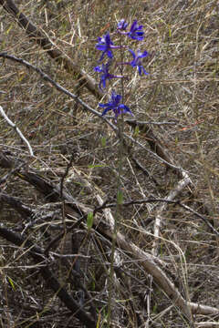 Delphinium scaposum Greene的圖片