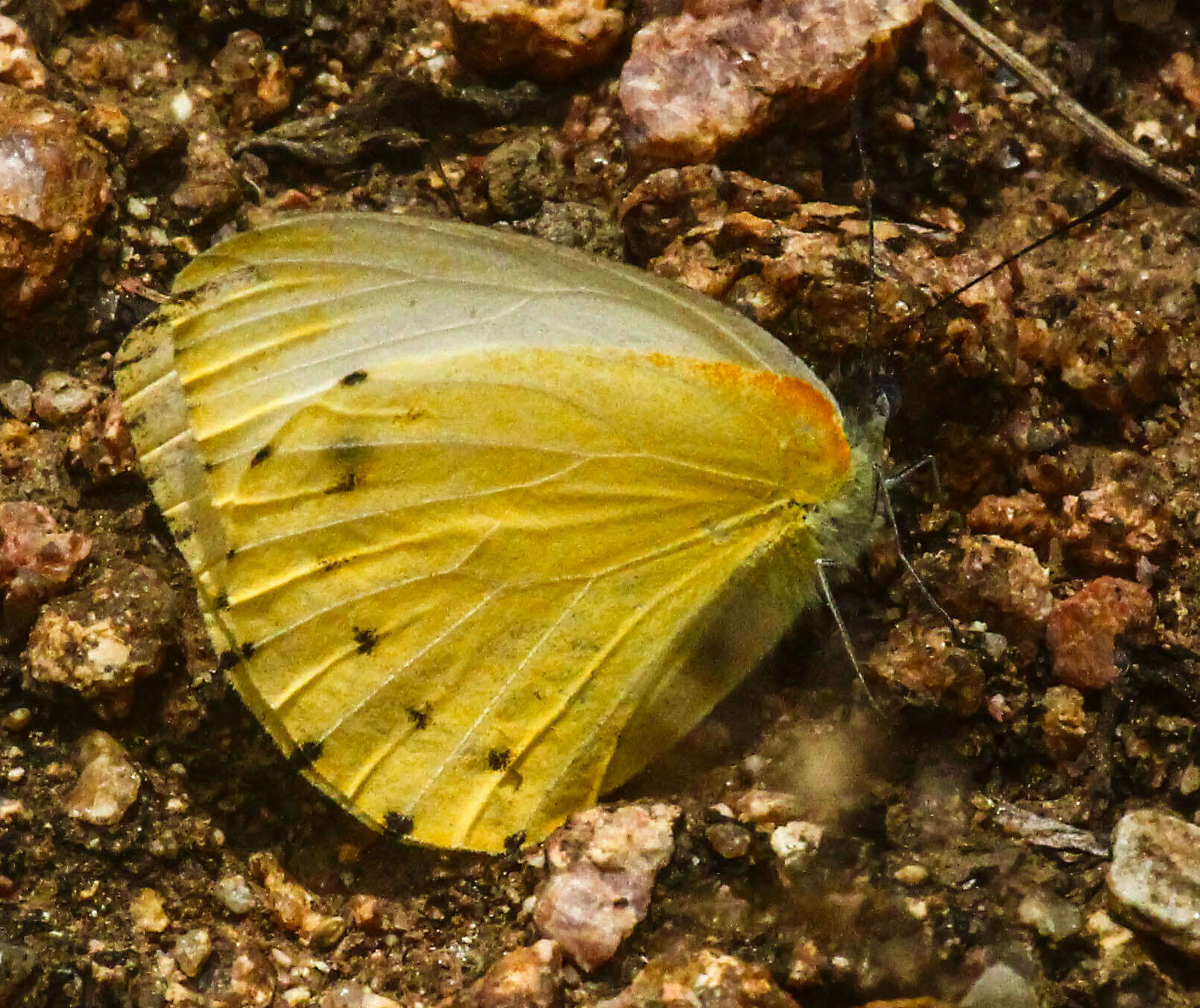 Слика од Belenois thysa (Hopffer 1855)