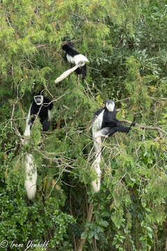 Image of Colobus guereza kikuyuensis Lönnberg 1912