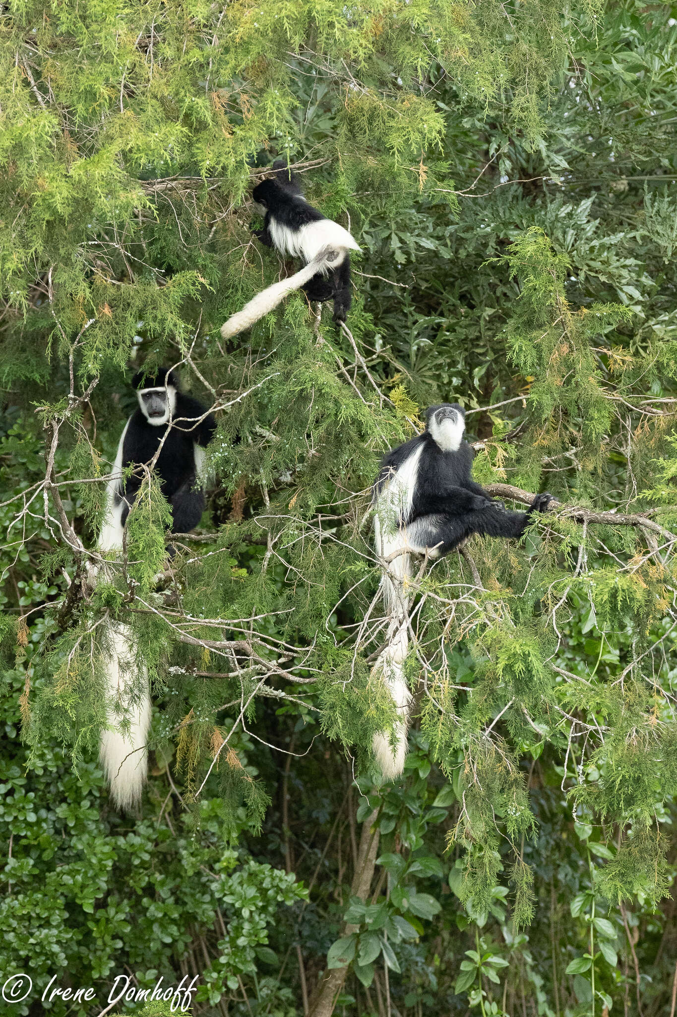 Image of Colobus guereza kikuyuensis Lönnberg 1912