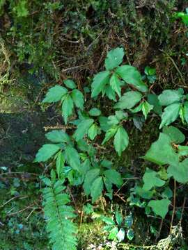 Image of Pellionia radicans (Sieb. & Zucc.) Wedd.