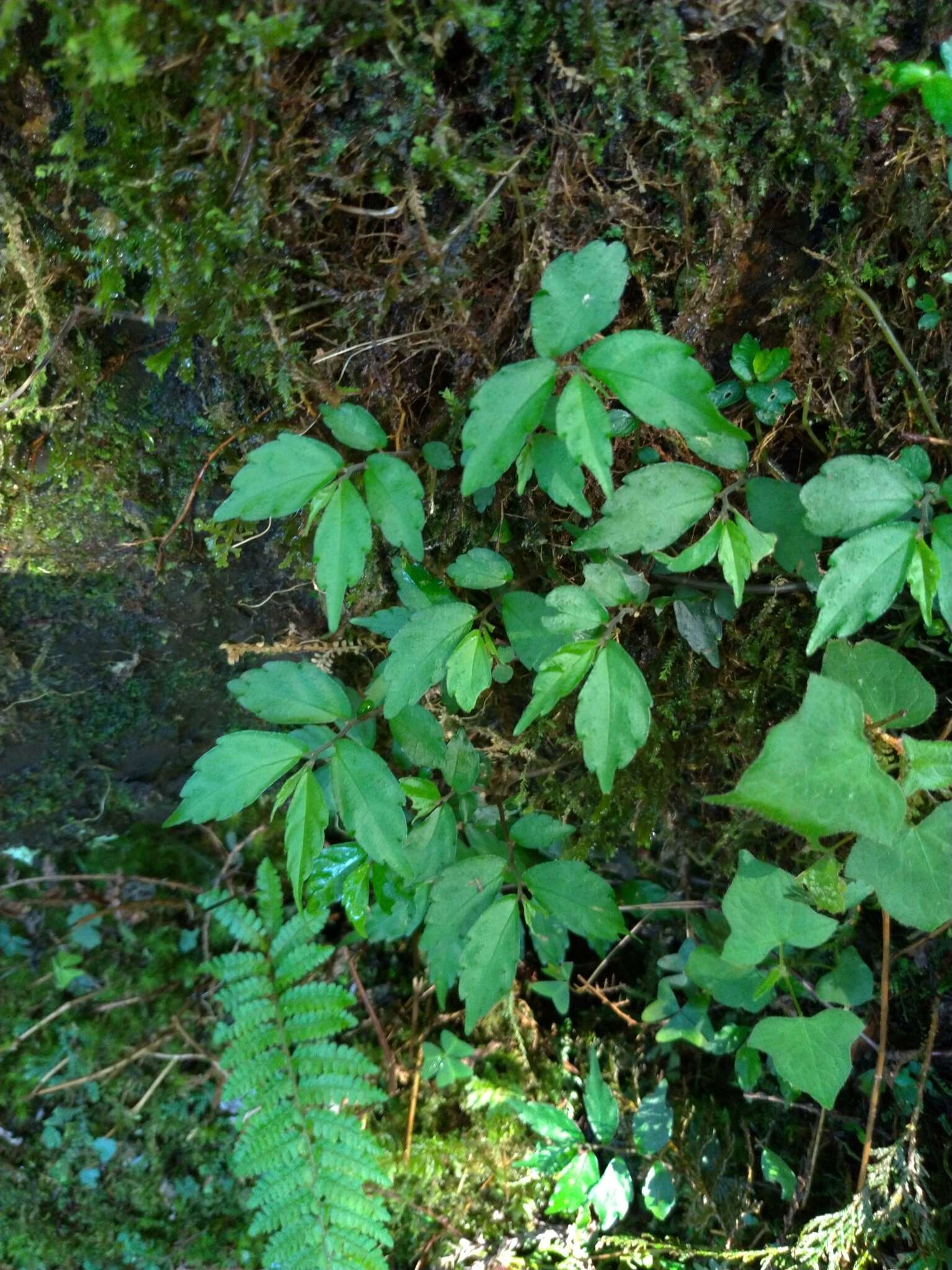 Image of Pellionia radicans (Sieb. & Zucc.) Wedd.