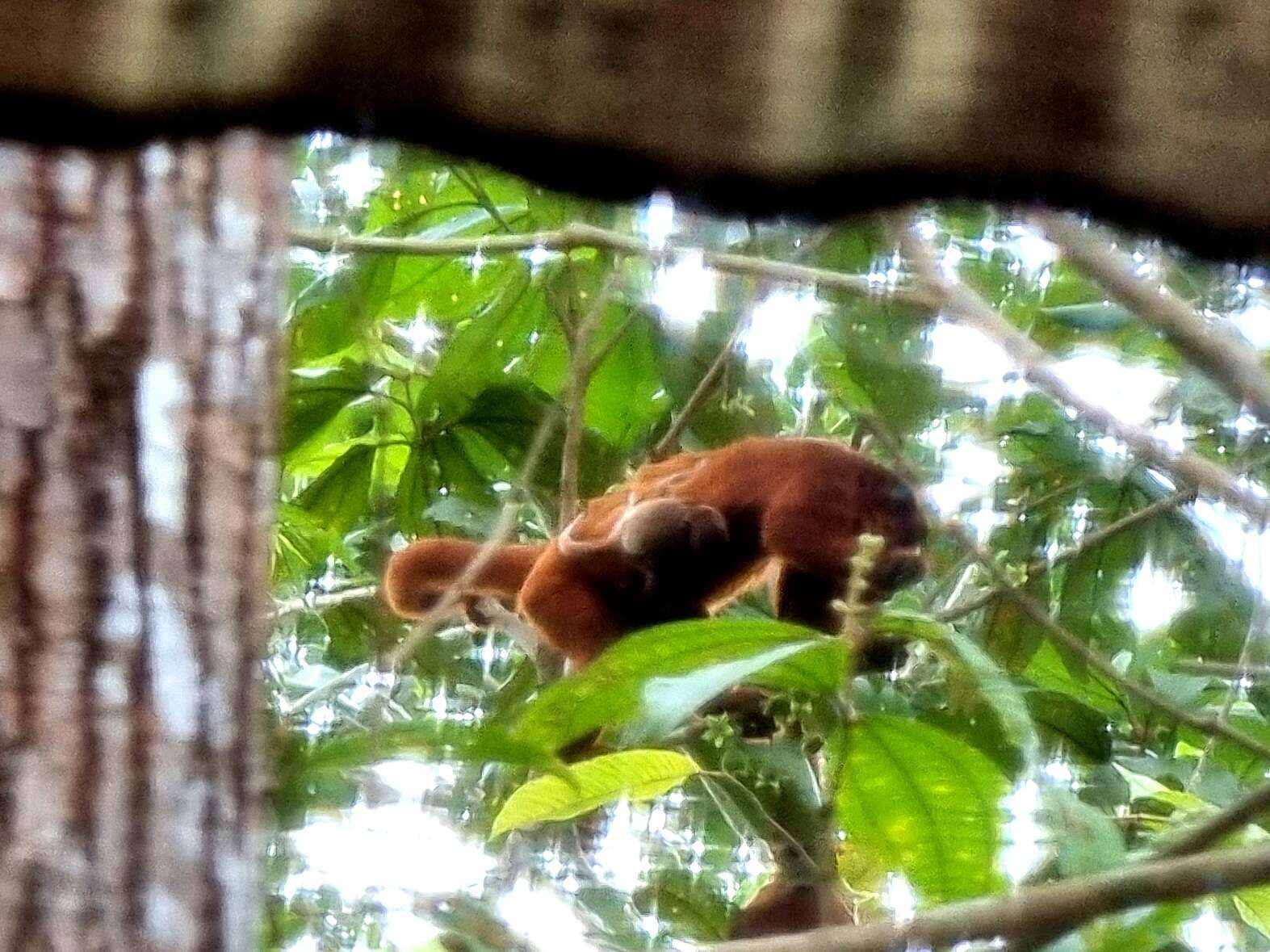 Image of Bolivian Red Howler Monkey