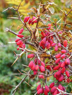 Image de Berberis aetnensis C. Presl