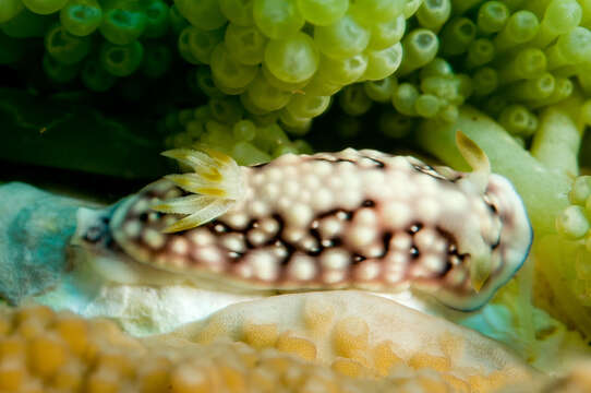 Image of Geometric brown headflapper slug