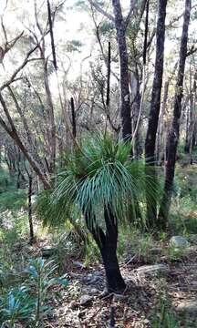 Image of Xanthorrhoea arborea R. Br.