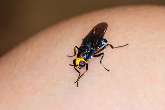 Image de Cyphomyia wiedemanni Gerstaecker 1857