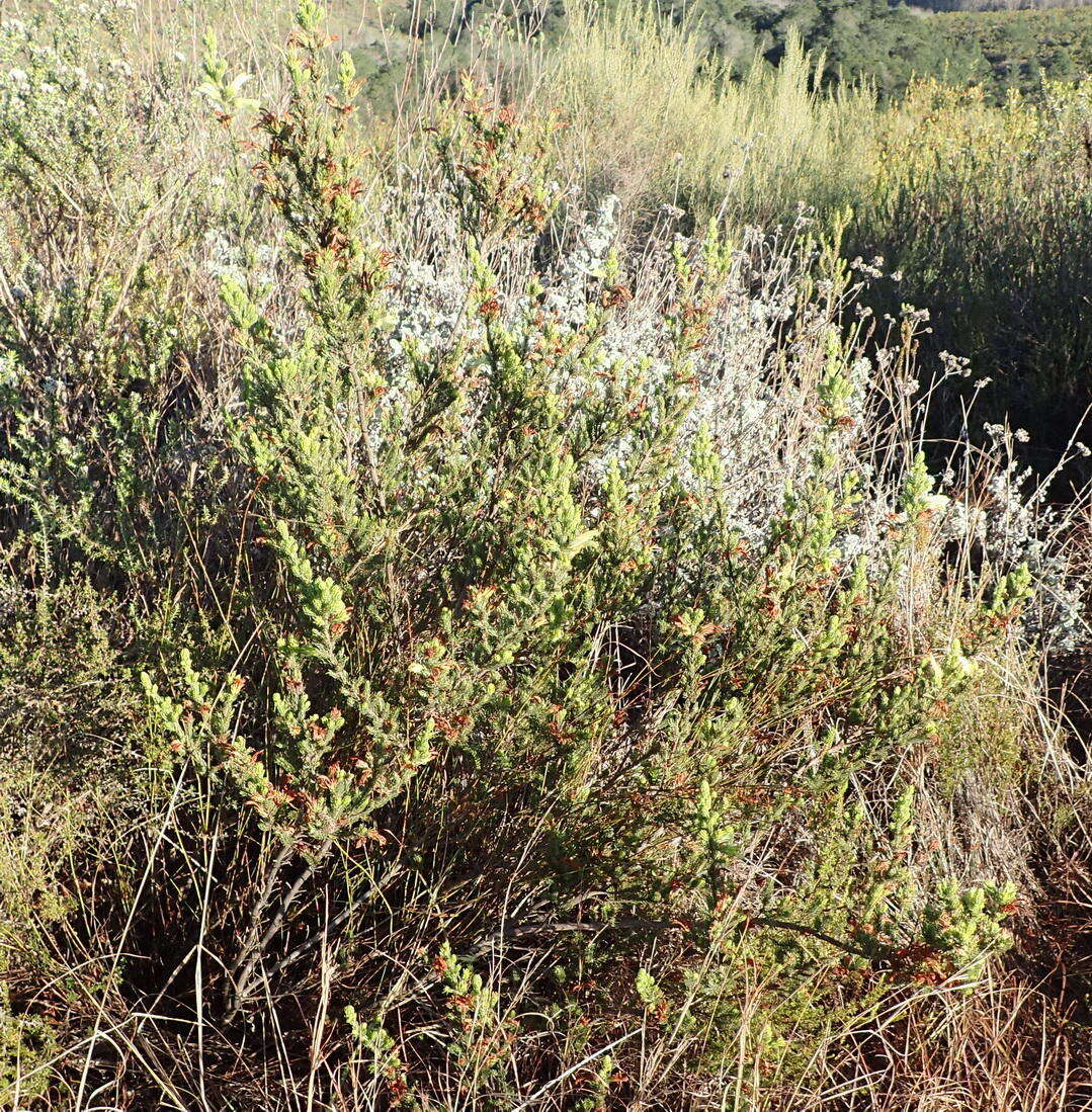 Image of Erica unicolor subsp. unicolor