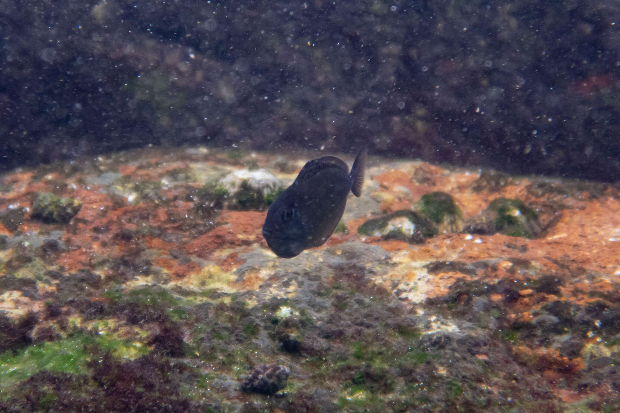 Image of Banded Unicornfish