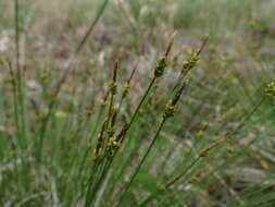 Image of Carex jankowskii Gorodkov