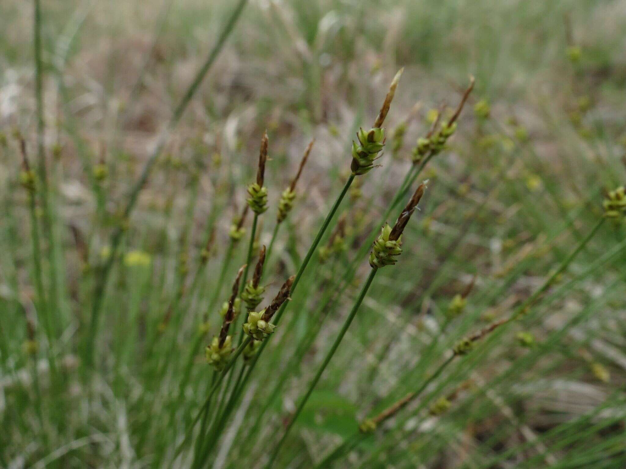 Image of Carex jankowskii Gorodkov