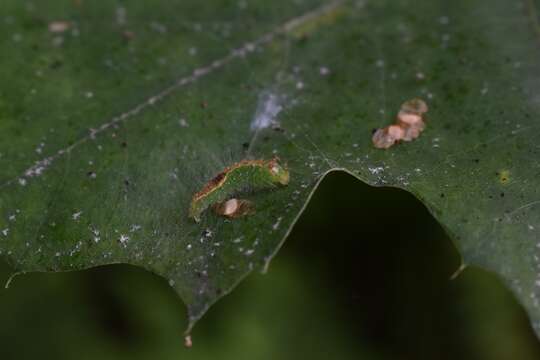 Слика од Acronicta lithospila Grote 1874