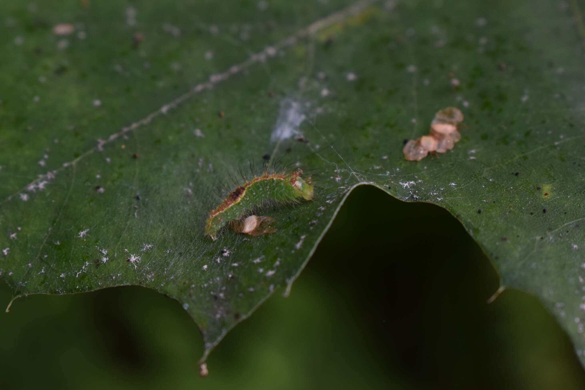 Acronicta lithospila Grote 1874的圖片