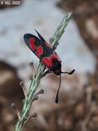 Image of Zygaena olivieri Boisduval 1828