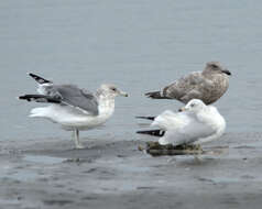 Larus californicus californicus Lawrence 1854 resmi