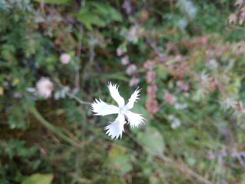 صورة Dianthus awaricus Charadze