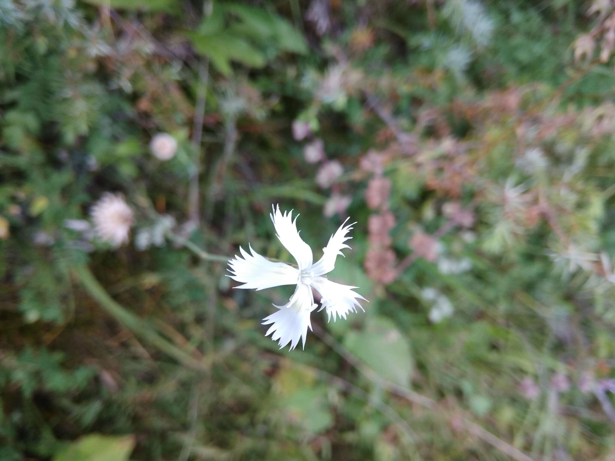 صورة Dianthus awaricus Charadze