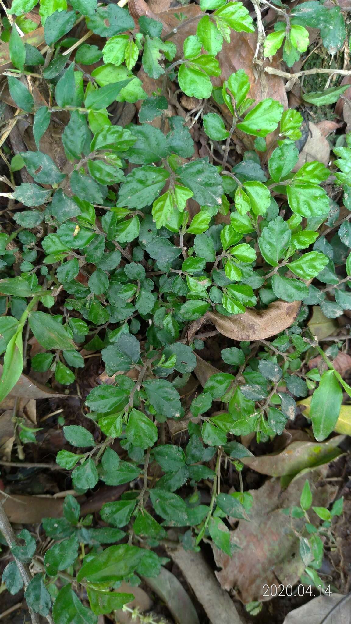 Image of Pellionia scabra Benth.