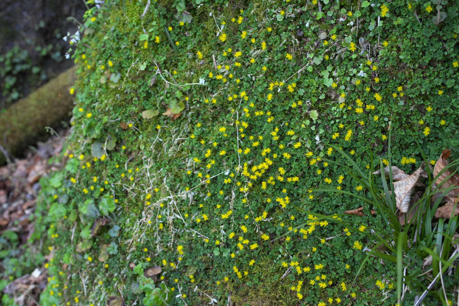 Image of Chrysosplenium album var. flavum Hara