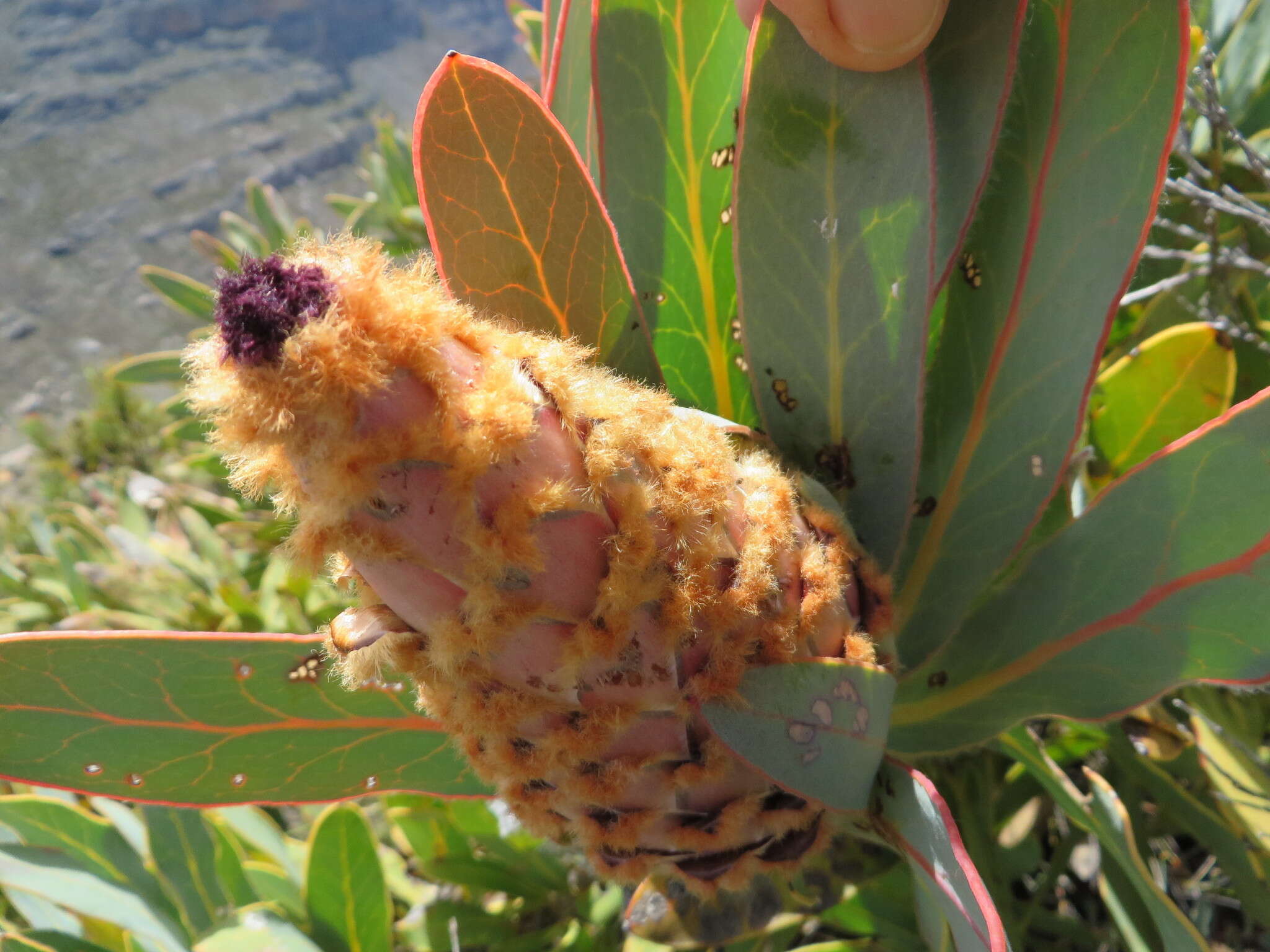 Слика од Protea magnifica Andr.