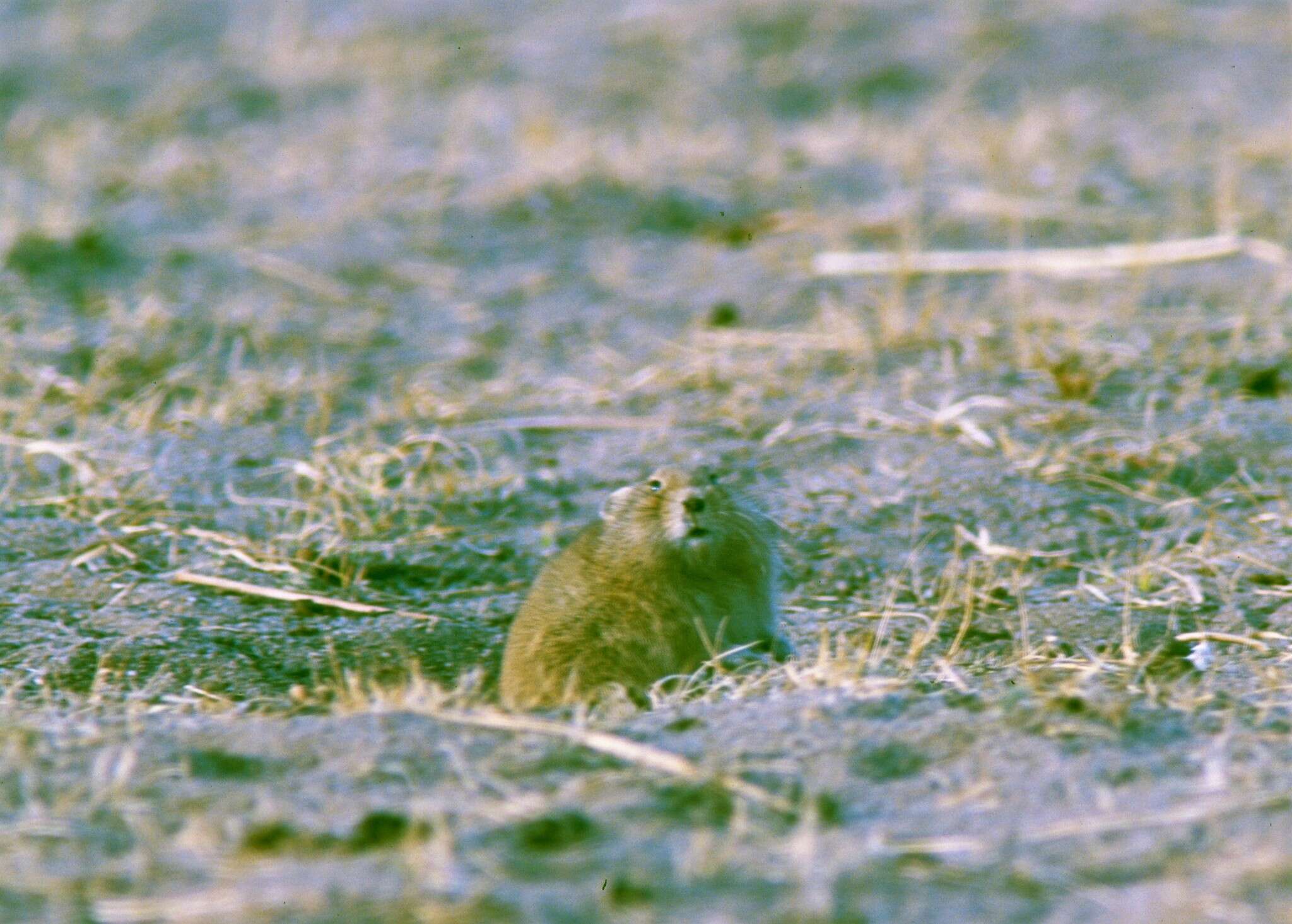 Image of Alpine Pika