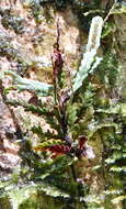 Image of toothed snailfern