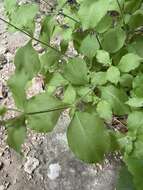 Imagem de Silene rotundifolia Nutt.