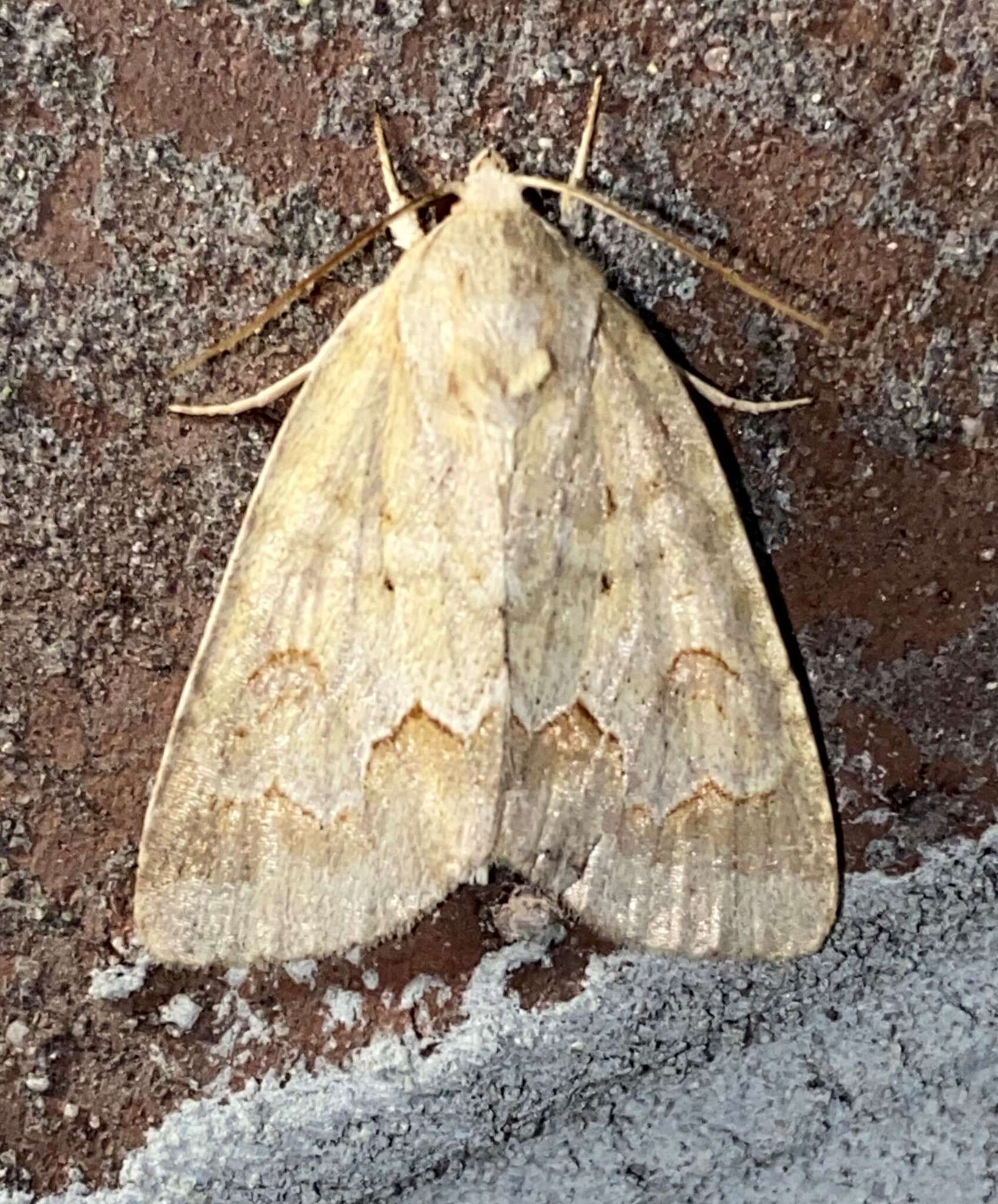 Image of Birch Dagger Moth