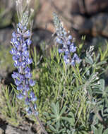 Imagem de Lupinus argenteus var. palmeri (S. Watson) Barneby