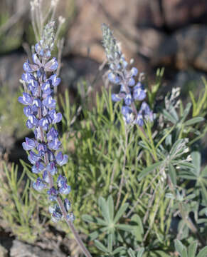 صورة Lupinus argenteus var. palmeri (S. Watson) Barneby