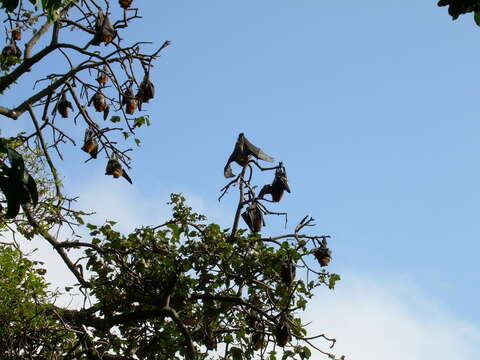 Image of Gray-headed Flying Fox