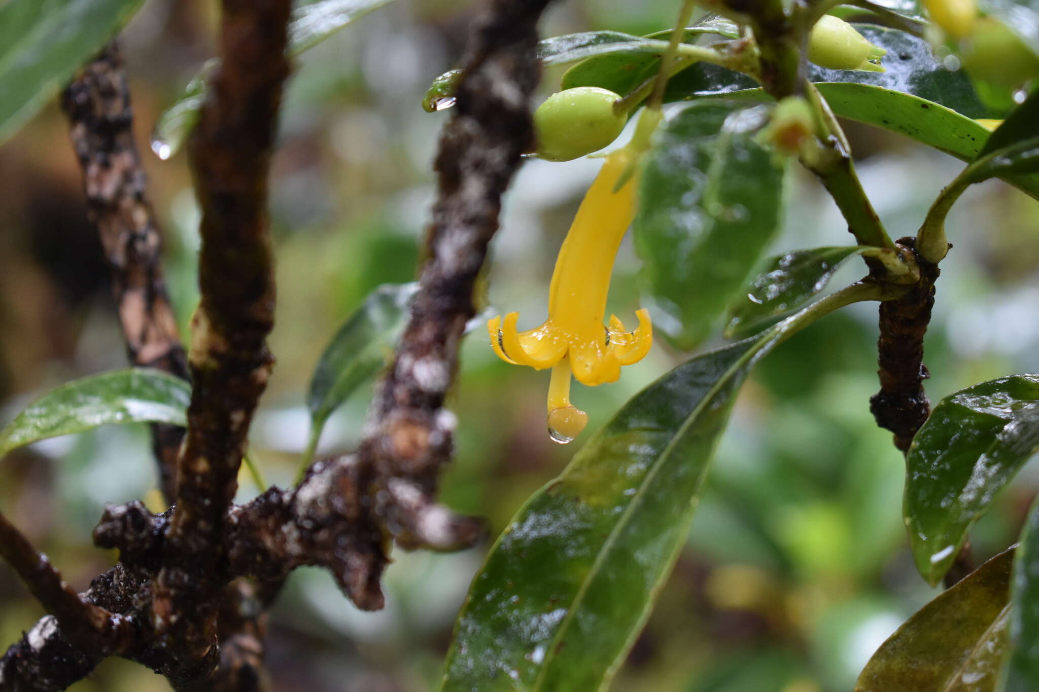 Image de Scaevola glabra Hook. & Arn.