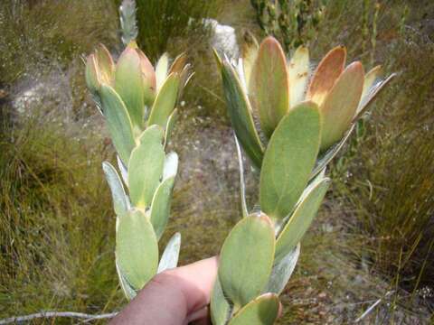 Image of Leucadendron nervosum Phillips & Hutchinson