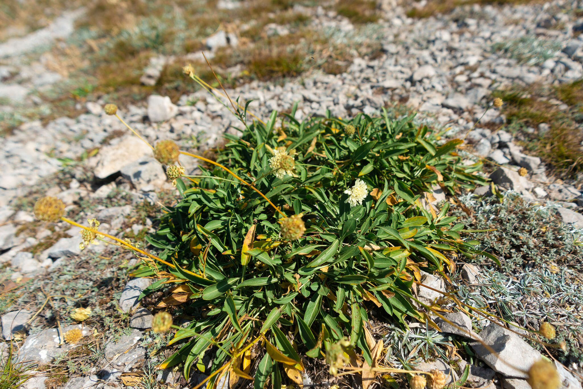 Image de Cephalaria coriacea (Willd.) Roem. & Schult. ex Steudel