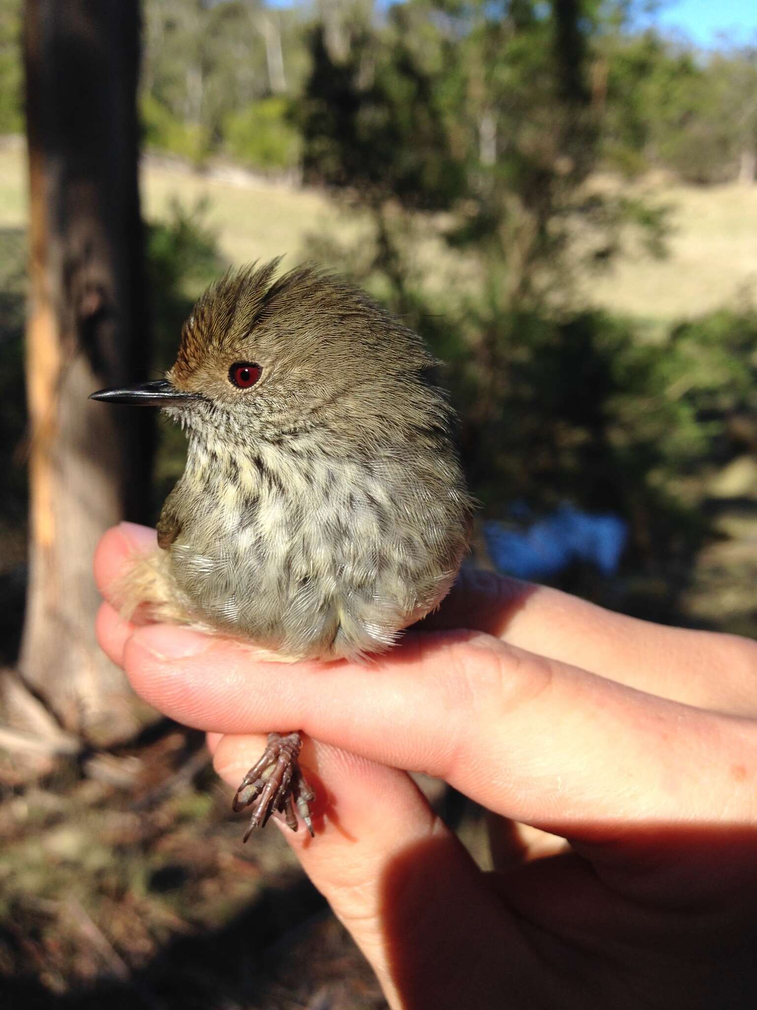 Image of Tasmanian Thornbill