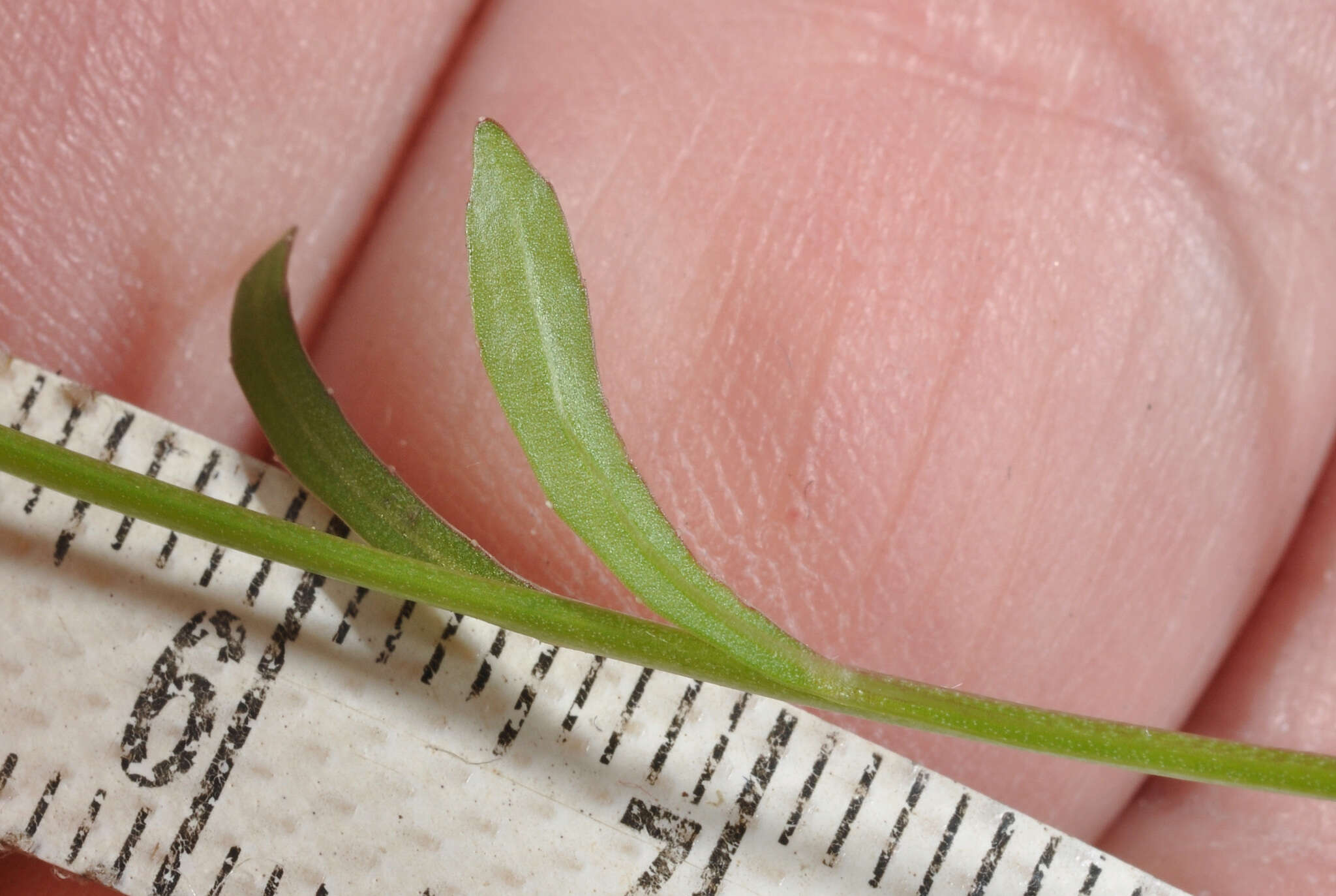 Image of Wahlenbergia rupestris G. Simpson