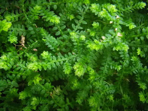 Image of Selaginella mittenii Bak.