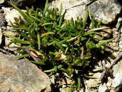 Image of Colobanthus wallii Petrie