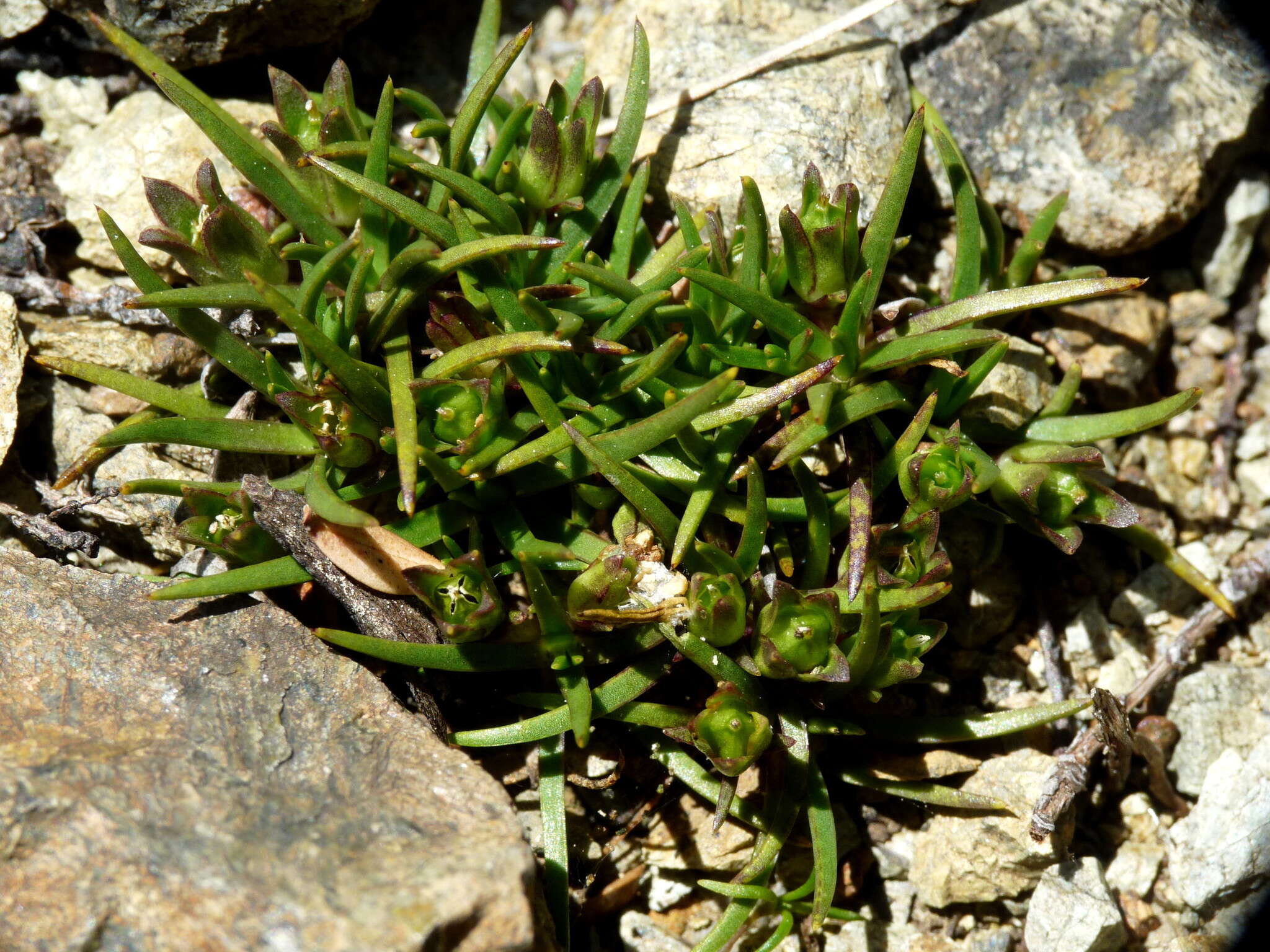 Image of Colobanthus wallii Petrie