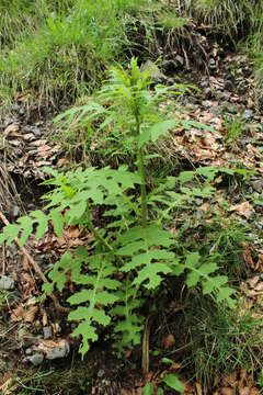 Слика од Cirsium alsophilum (Pollini) Greuter