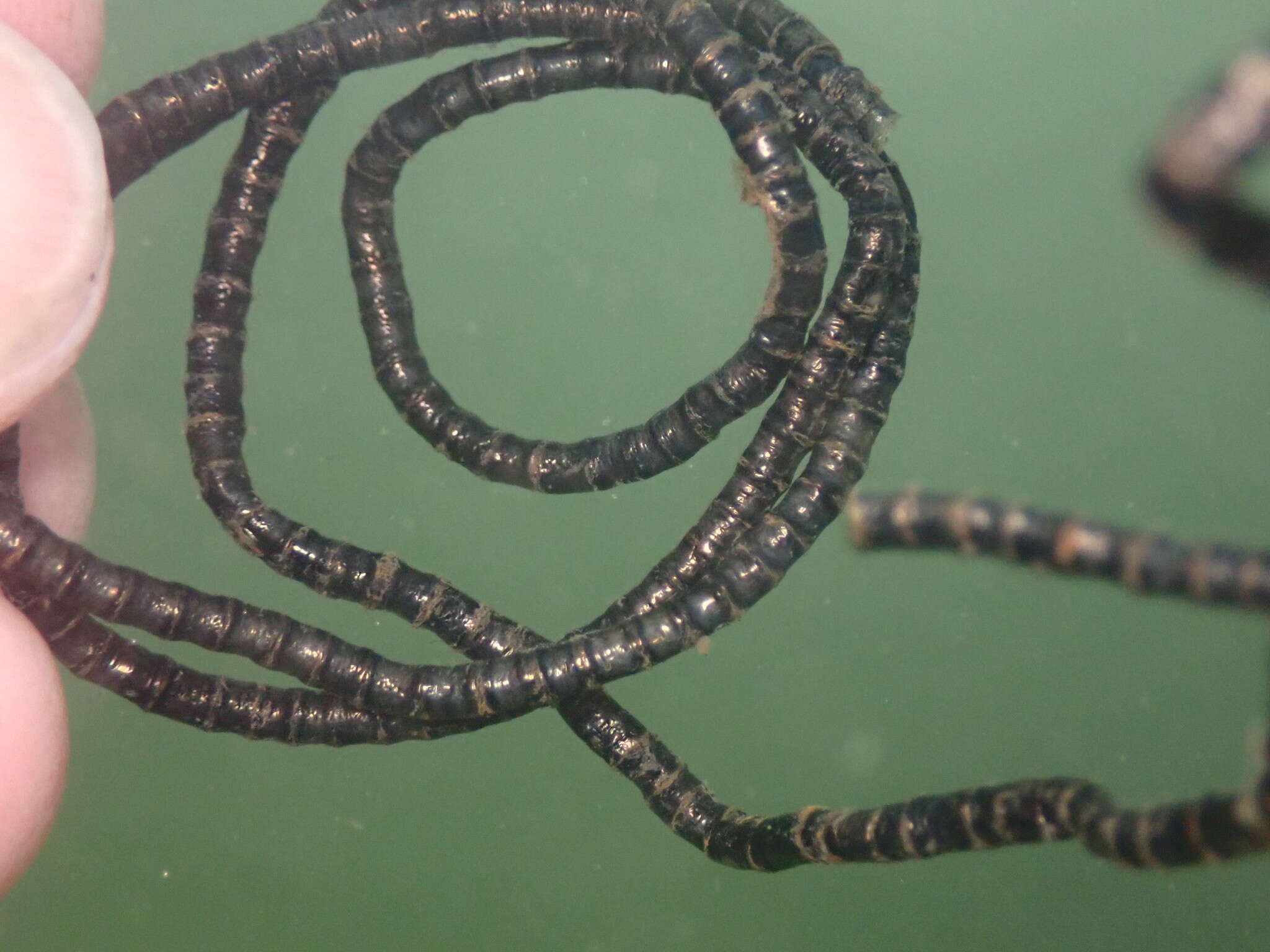 Image of Chaetomorpha spiralis