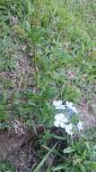 Imagem de Plumbago auriculata Lam.