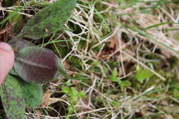 Imagem de Hieracium maculatum Schrank