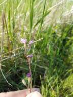 Image of prairie woodland-star