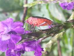 Image of Stink bug