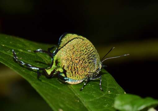 Image of Arcas imperialis (Cramer (1775))