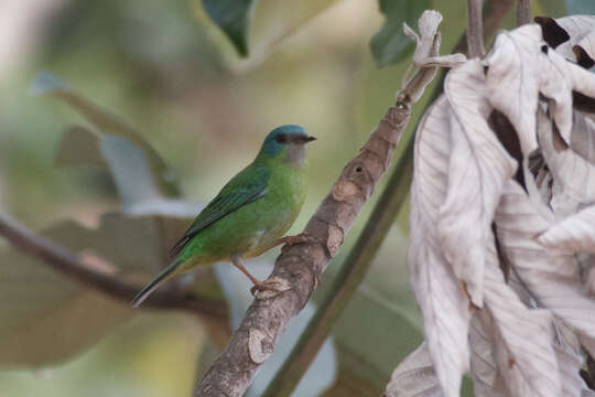 Imagem de Dacnis cayana (Linnaeus 1766)